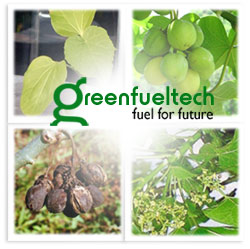 Green Fuel Green Fuel Sources