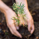 http://www.meierhoefer.net/amc/shaklee3.jpg Environment