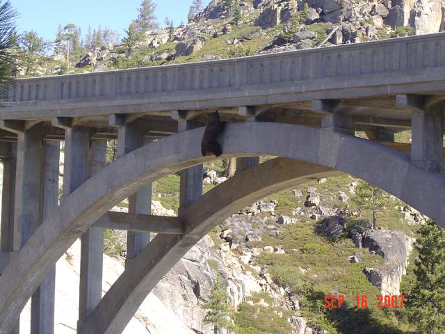 Bear caught on bridge